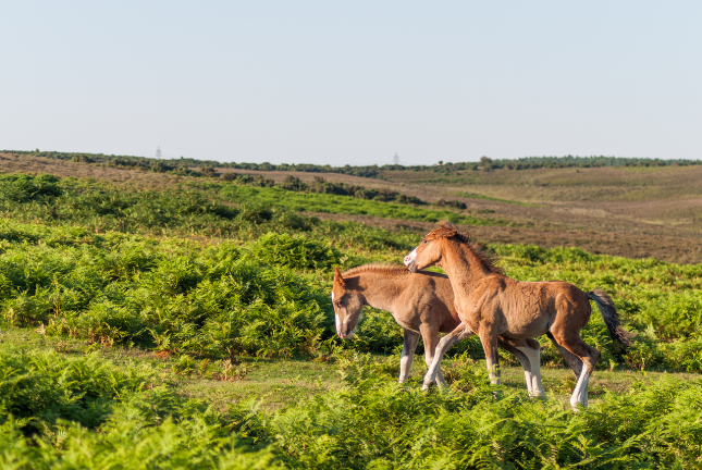 New Forest motorhome road trip